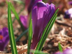 -国家植物园南园