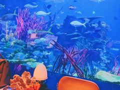 -迪拜帆船酒店海底餐厅