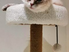 -喵喵咪呀布偶猫咖(春熙路店)