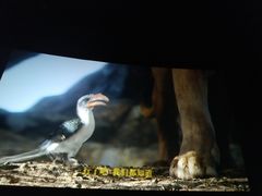 -AMG海上明珠影城(上海环球港RealDCinema店)