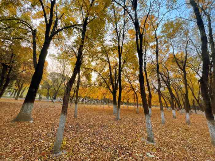 北京朝來森林公園