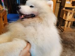 -more than meow吴止猫主题餐厅(承德 中船汇店)