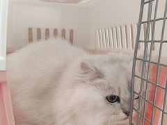 -艾贝尔宠物医院·宠保定点·超声绝育·免疫点(樱花路店)