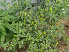 -许鲜生健康生活馆·精细潮菜(奥绅体育公园店)