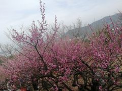 -香雪海