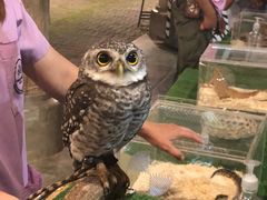 -清迈夜间动物园