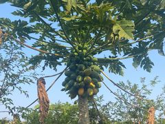 -中国科学院西双版纳热带植物园