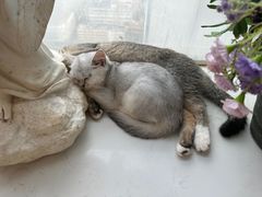 -共舞时光猫咖·狗咖(新街口店)