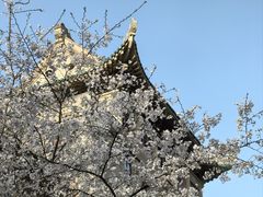 -武汉大学-樱园