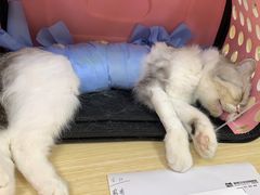 -美联众合动物医院·24h京西诊疗中心