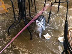 -猫猫幼稚园·撸猫·桌游·电玩
