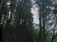-东湖落雁景区