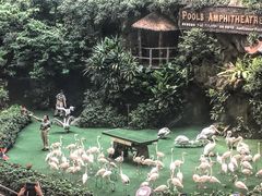 -新加坡飞禽公园