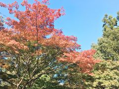 -岚山嵯峨野观光小火车