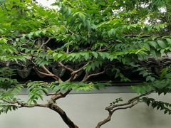 -秋霞圃