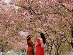 -天适樱花悠乐园