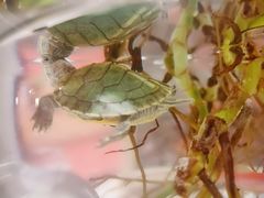 -万商花鸟市场