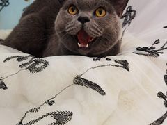 -爱洗澡的猫(望京店)
