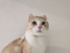 -Heymao猫咖.咖啡厅(东门店)