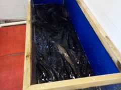 -活鱼馆(宜兴埠店)