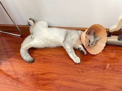-伟伟宠物医院·瑞派猫友好医院·猫科(光谷店)