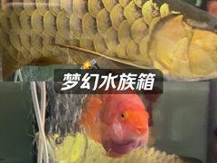 -溪岸路花鸟市场