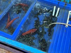 -蓝湾碧波·老字号·疍家非遗海上餐厅
