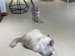 -藏猫猫咖啡主题馆(中央大道店)