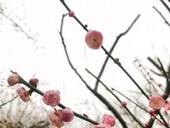 -香雪海