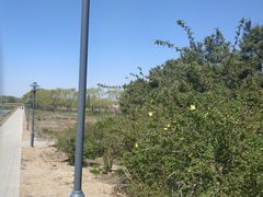 -大兴滨河森林公园