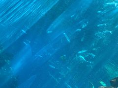 -海棠湾洲际-涛·海底餐厅·美人鱼·自助餐·海底隧道