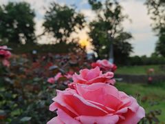 -武汉紫薇都市田园