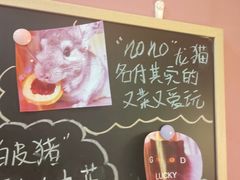 -喵园·猫主题咖啡厅·撸猫·猫咖(国贸店)