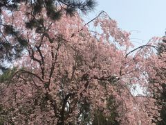 -西安青龙寺遗址景区