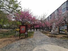 -桃花堤公园