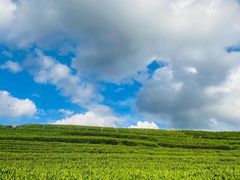 -龙坞茶村