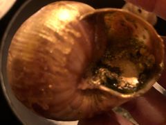 -金蜗牛