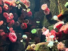 -瑞普利水族馆