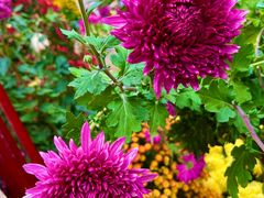 -上海共青森林公园