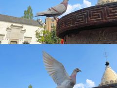 -古德寺