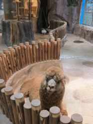 点击看大图 -宝燕乐园(闵行旗舰店)