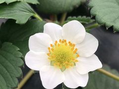 -小鱼草莓采摘园农家乐·小鱼餐厅