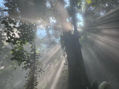 -西双版纳原始森林公园