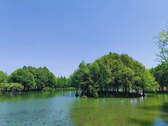 -贡湖湾湿地公园