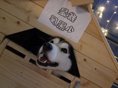 海参-Husky Go! 哈士奇体验馆·宠物咖啡厅狗咖