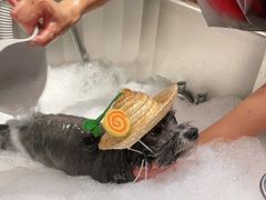 -PETKIT 小佩宠物·低压洗护·美容·寄养(安远店)