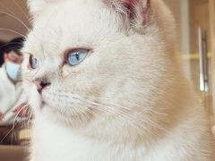 -猫腻·猫咖·撸猫馆(星光大道店)