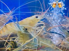 -星椰叻沙·椰浆鲜虾面(江南西店)