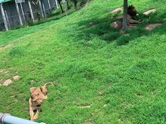 -西霞口神雕山野生动物世界