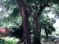 -福清灵石山国家森林公园
